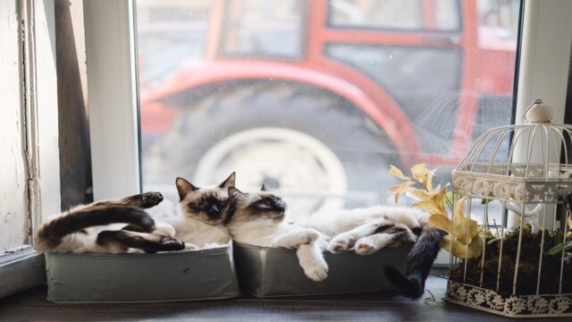 Kućni ljubimci mačke